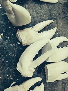 Michaela Howard - Lobster Ghosts